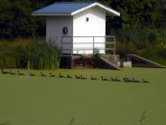 Canadian Goose Family on Duck Weed Pond at the Waste Water Treatment Plant June, 2011