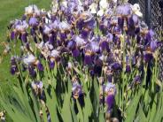 Iris in bloom at 303 Watkins St.