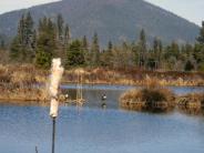 Canadian Geese and Ring Necked Ducks visit the Wastewater Treatment Plant